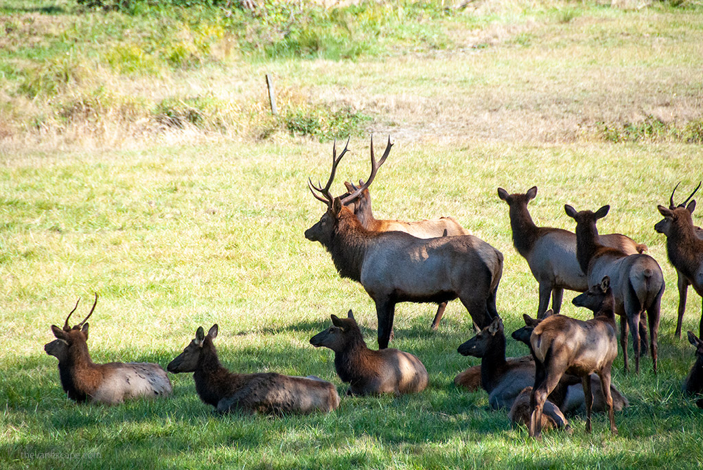 elk 