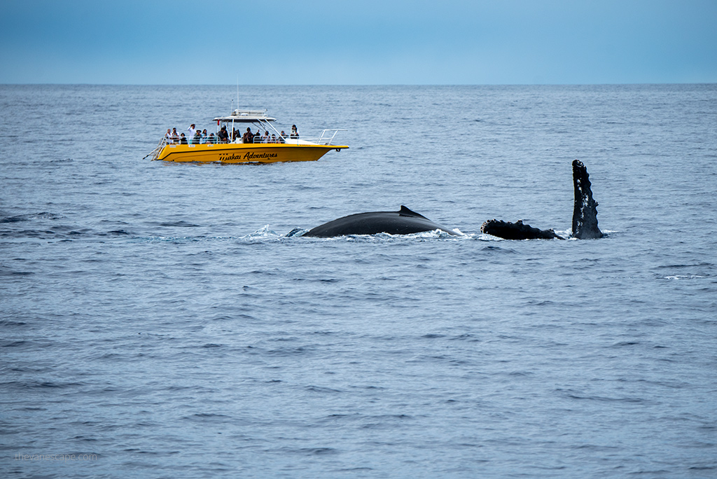 Maui Whale Watching Tours