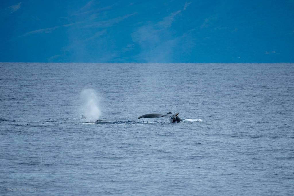 Maui Whale Watching Tours