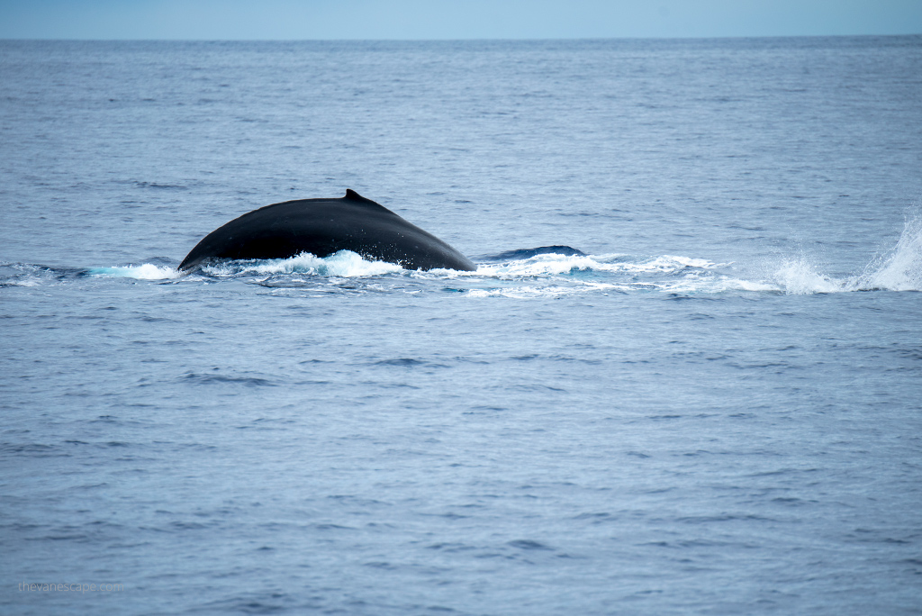 Whale Watching Tours