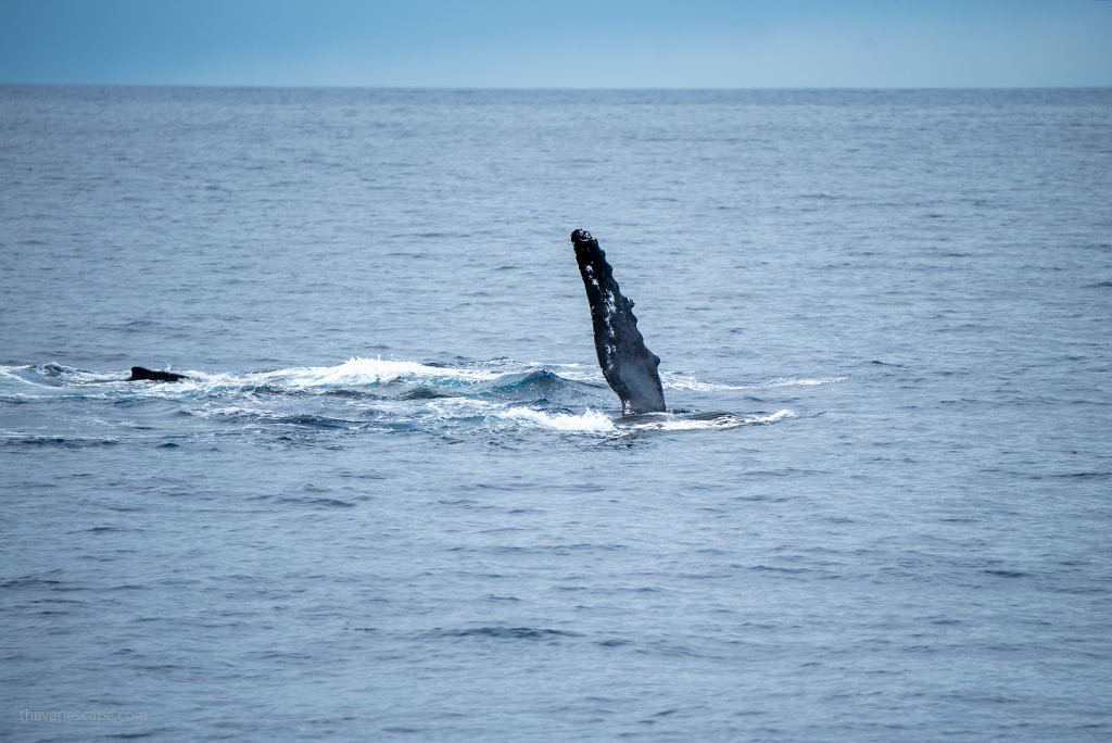 Maui Whale Watching Tours