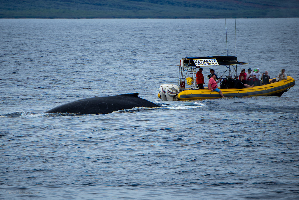 Maui Whale Watching Tours