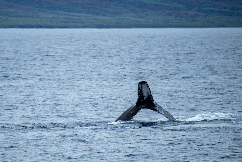 Maui Whale Watching Tours