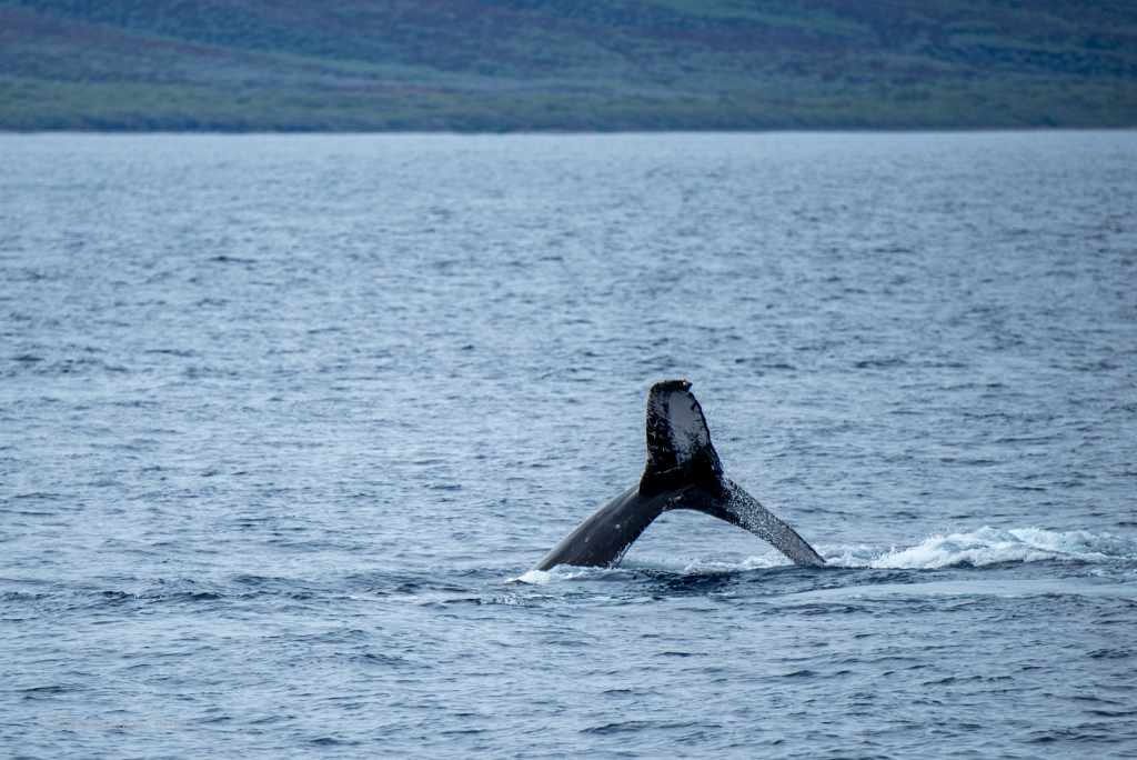 Maui Whale tail