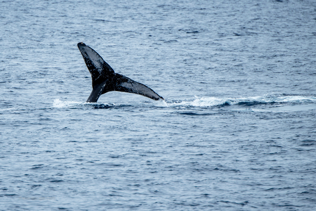 Maui Whale Watching Tours: whale tail in the water.