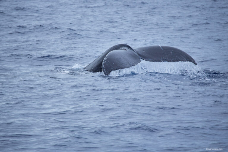 The Best Maui Whale Watching Tours