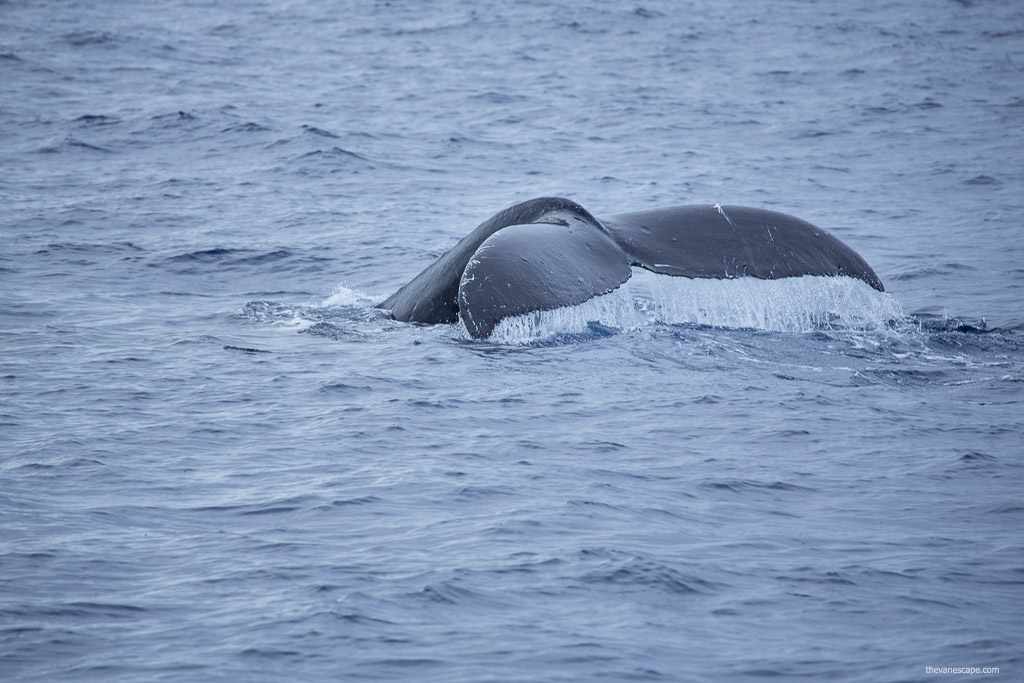 maui whale watching tours