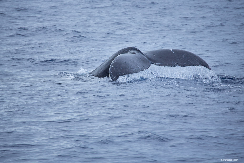 Maui Whale Watching