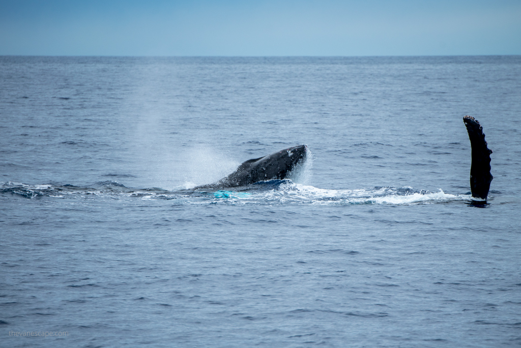 Maui Whale Watching Tours
