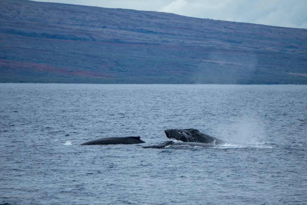 Maui Whale Watching Tours