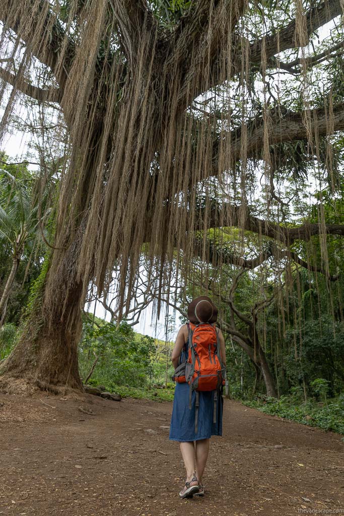 Agnes in Honolua Park  on Kahekili Highway