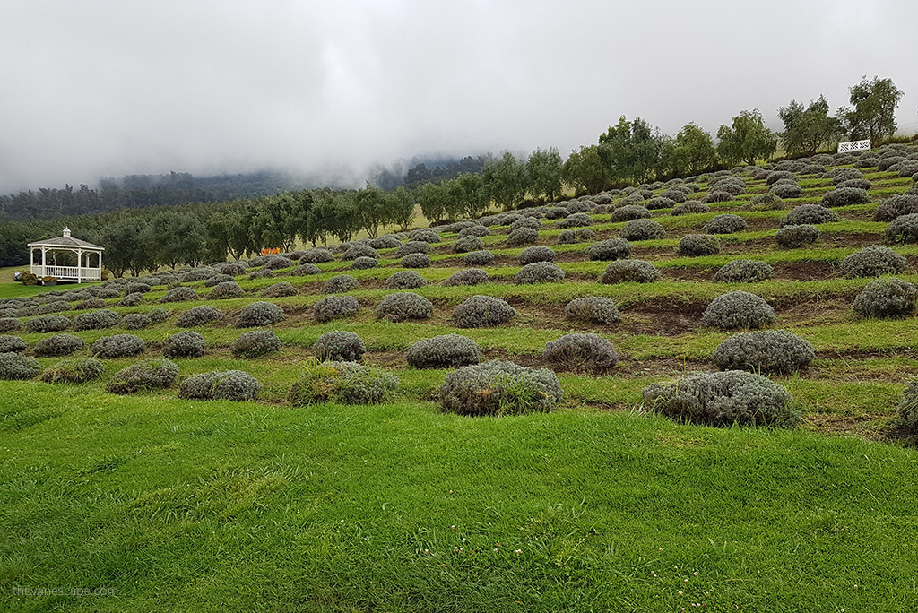 Ali'i Kula Lavender Farm.