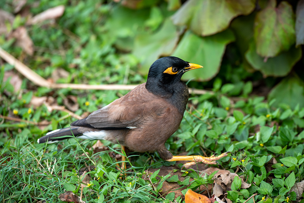 bird in the jungle.