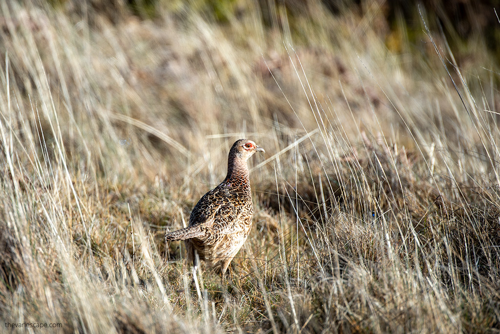 A pheasant in the sun walking in the grass.