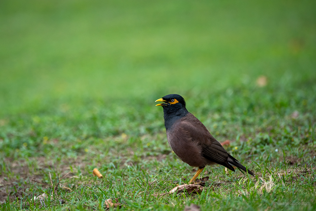A beautiful bird with a yellow beak and head on green grass on a golf course in Maui.