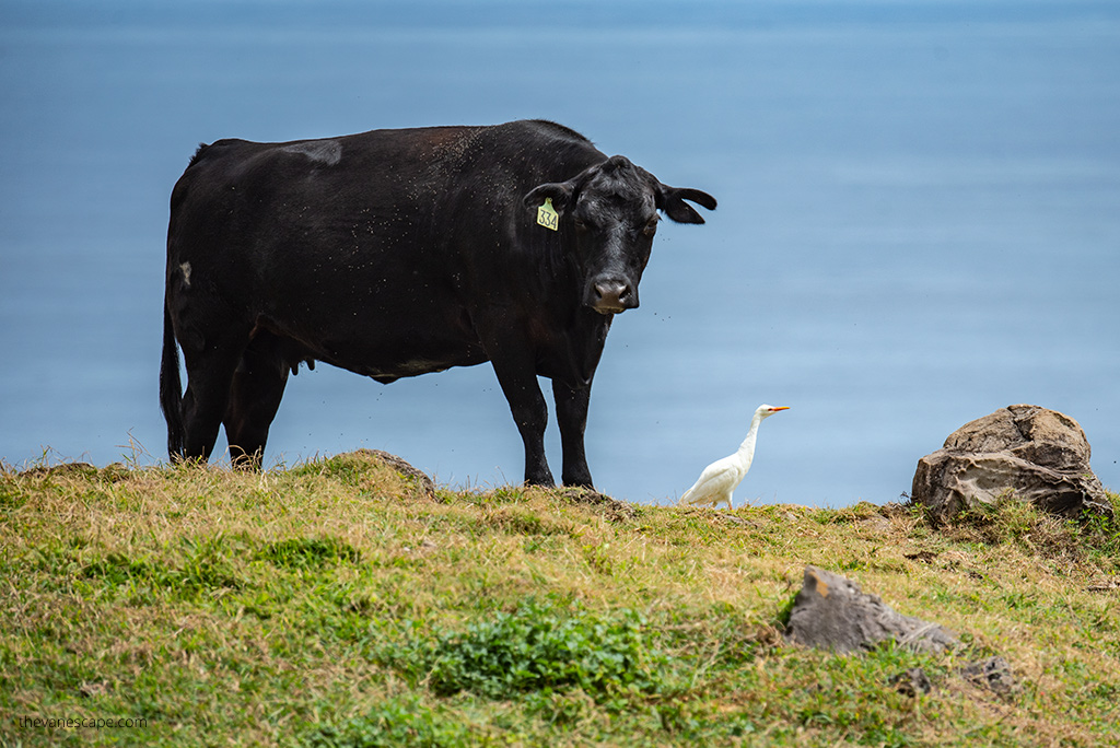 Ranch Land: a black cow against the background of the sea and a white heron next to it