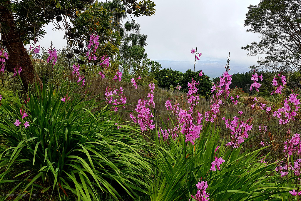 Ali'i Kula Lavender Farm with blooming flowers.