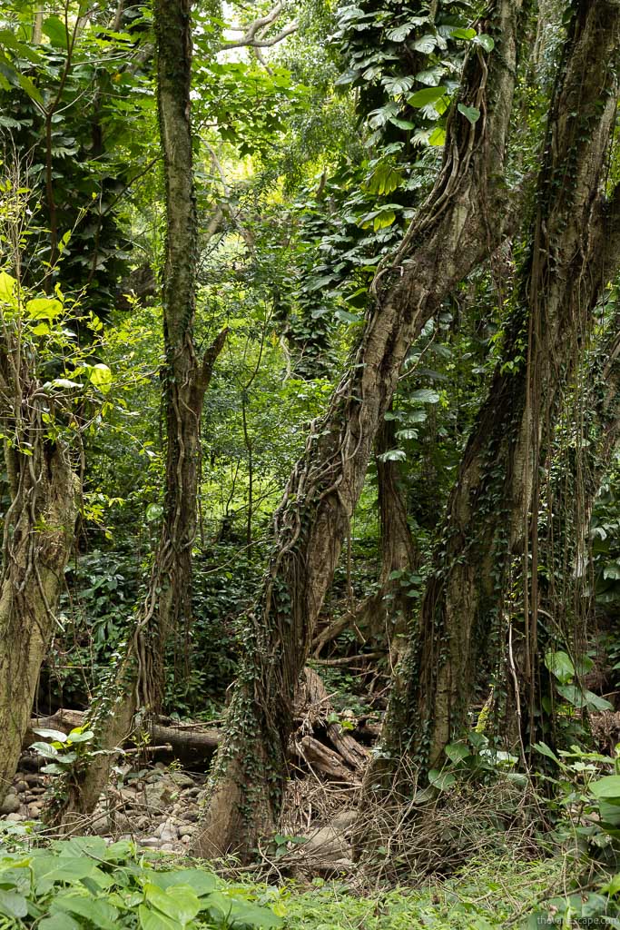 trees in Honolua Park