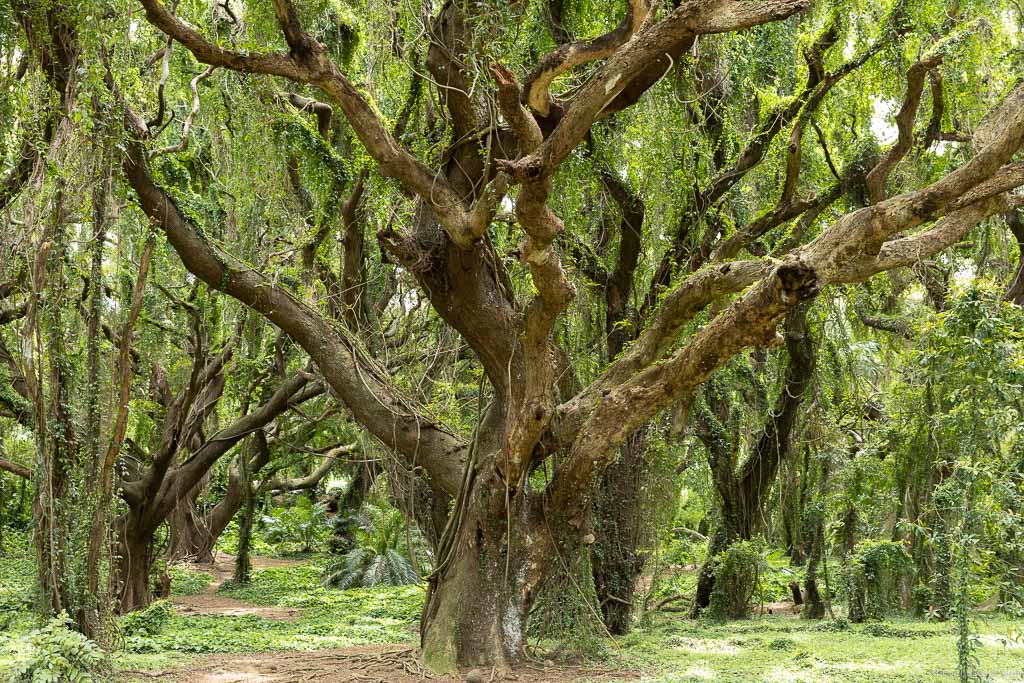 Honolua Park: amazing trees