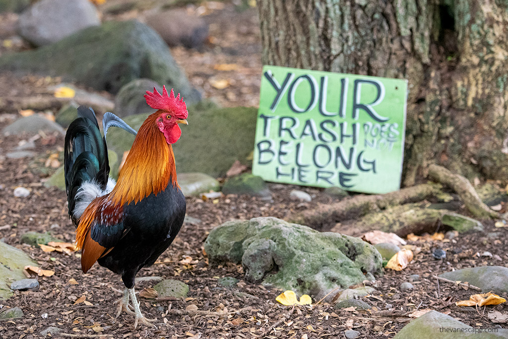 A beautiful, large, colorful rooster walking under a tree in Wai‘anapanapa State Park  on the Road to Hana.