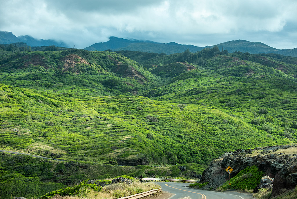 Kahekili Highway - jungle along the road.