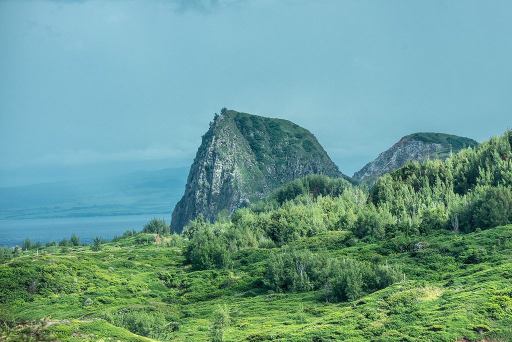 The hills on Maui are covered with palm trees and dense tropical greenery.