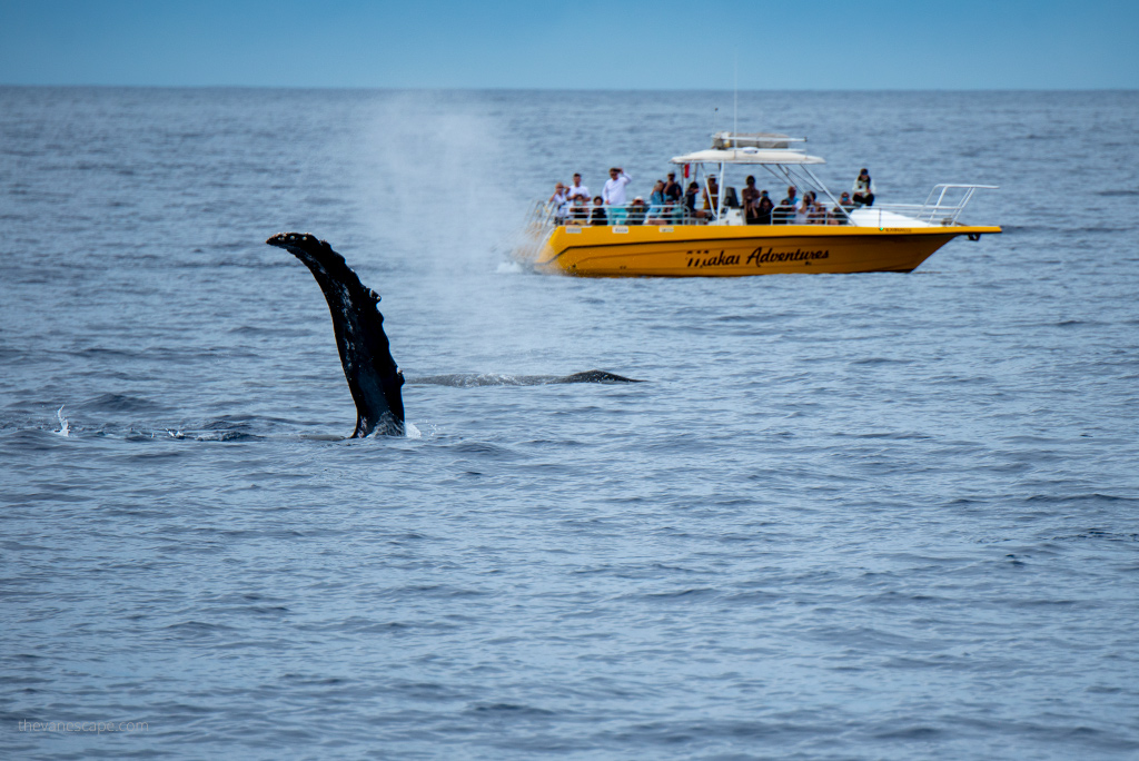 A huge whale fin and a yellow boat at sea with tourists watching whales on Maui.