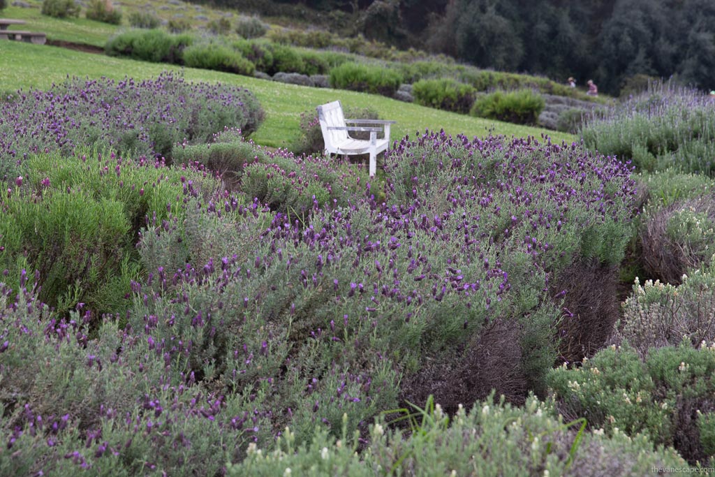 A blooming lavender field on Maui with beautiful purple lavender bushes and a white bench in the background where you can rest.