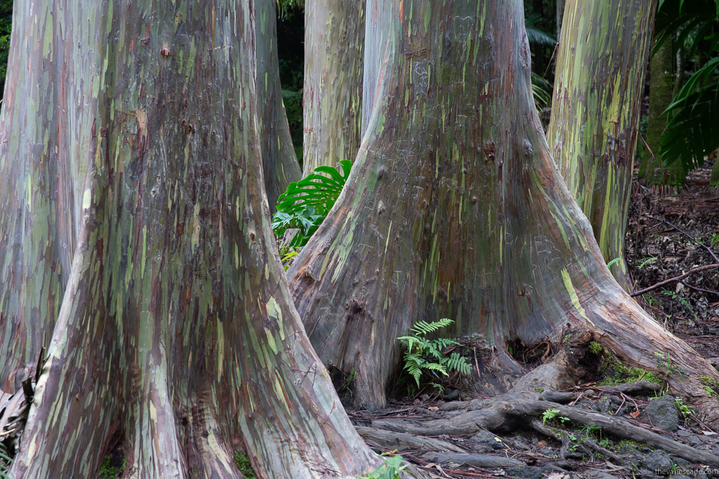 trees on Road to Hana in Maui.