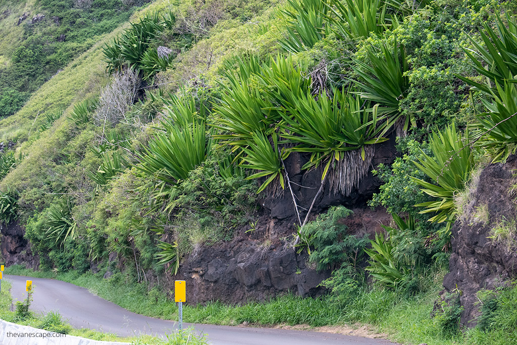 Kahekili Highway - Hawaii Route 340: lush greenery and sharp turn