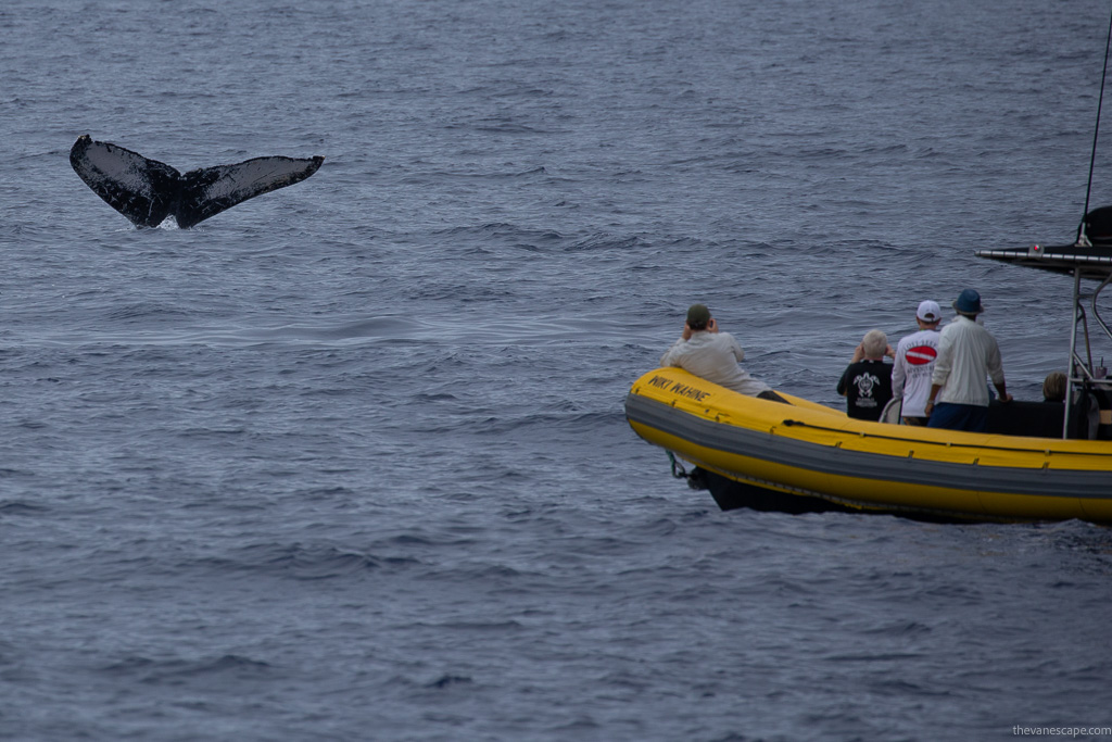 Whale Watching Tour on Maui - a huge whale tale and a yellow rafting boat. 