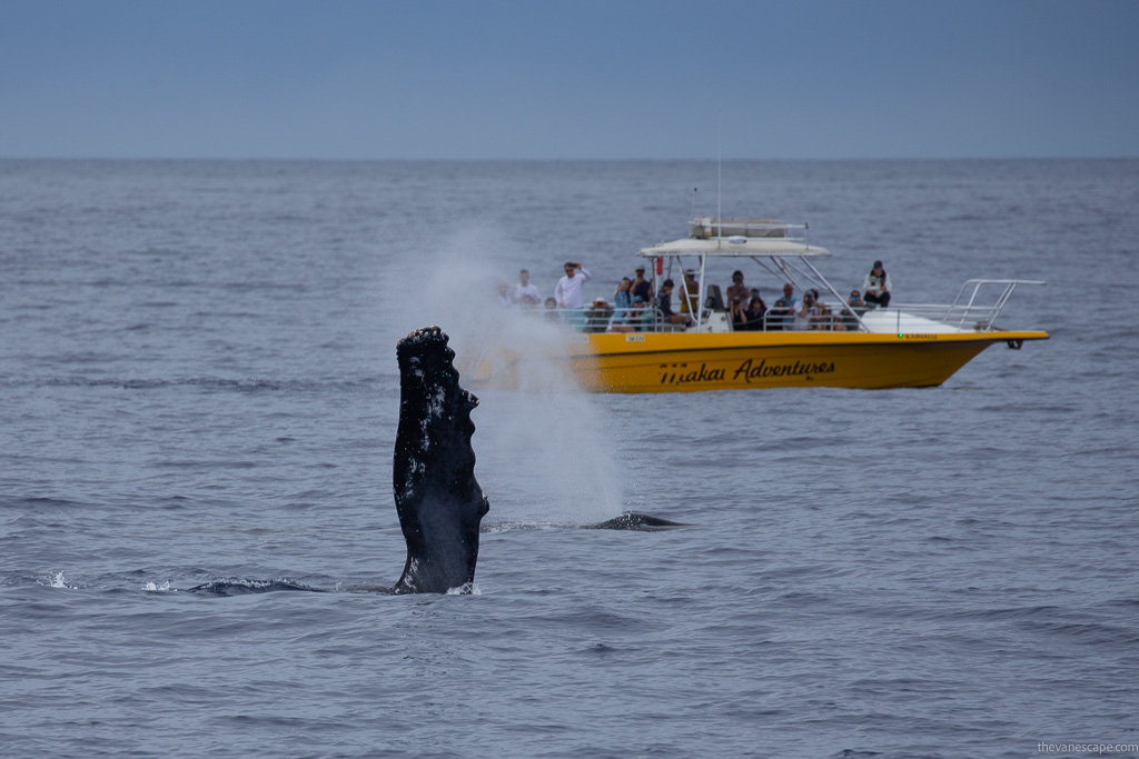 Maui itinerary - whale watching tour with people on th yellow boat admiring huge whale. 