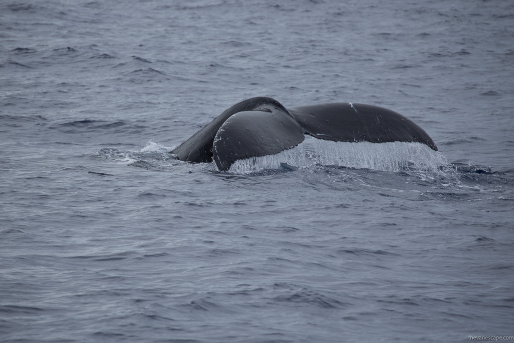 whale tale during whale watching tour on Maui.