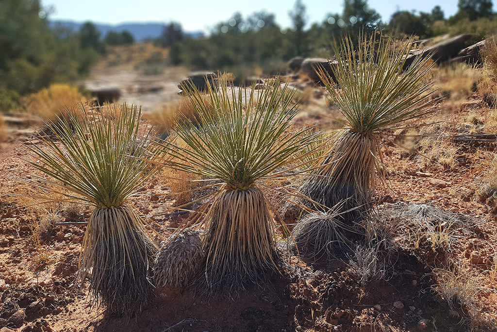 Tuweep Overlook