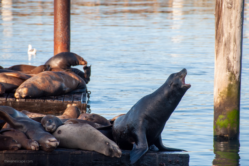 Pier 39 and  Fisherman's Wharf