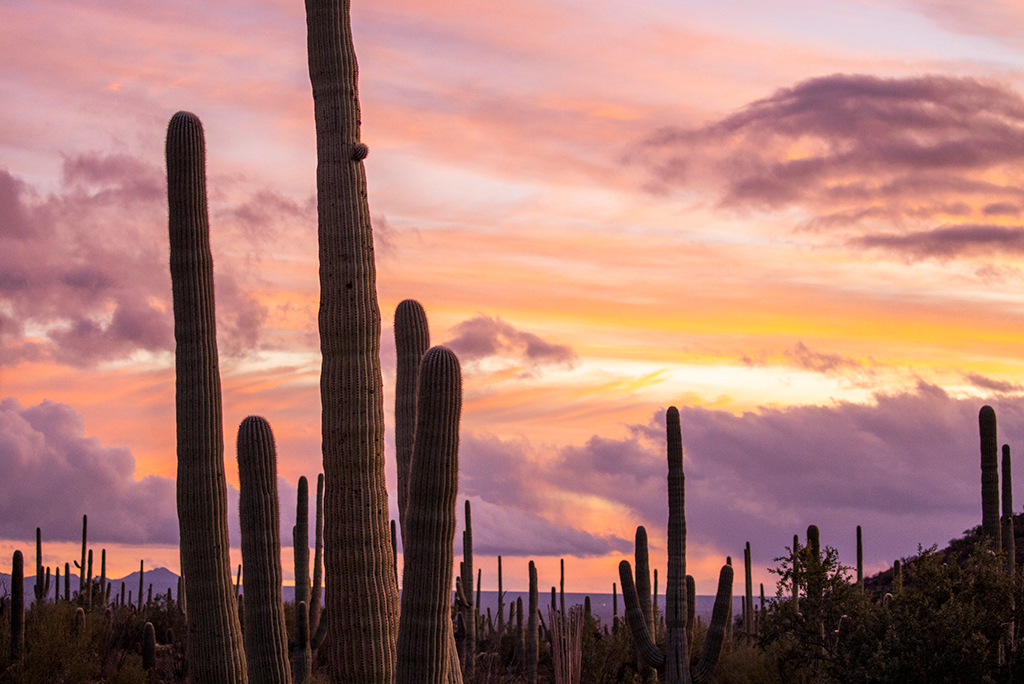 things to do in saguaro national park