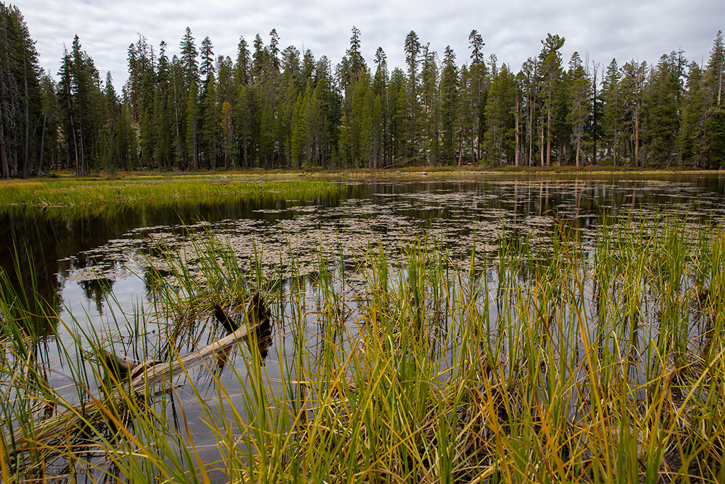 lake and forest in yosemite valley