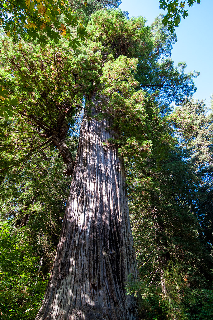 mariposa grove: the Giant Sequoia