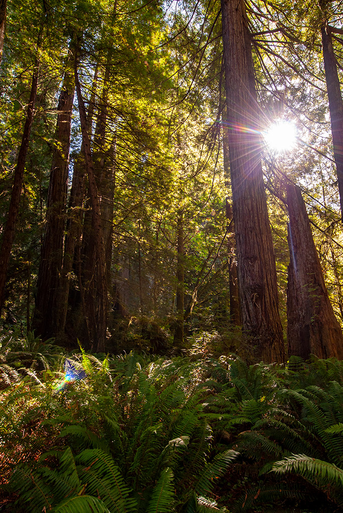 Mariposa Grove - a walk among the Giant Sequoia