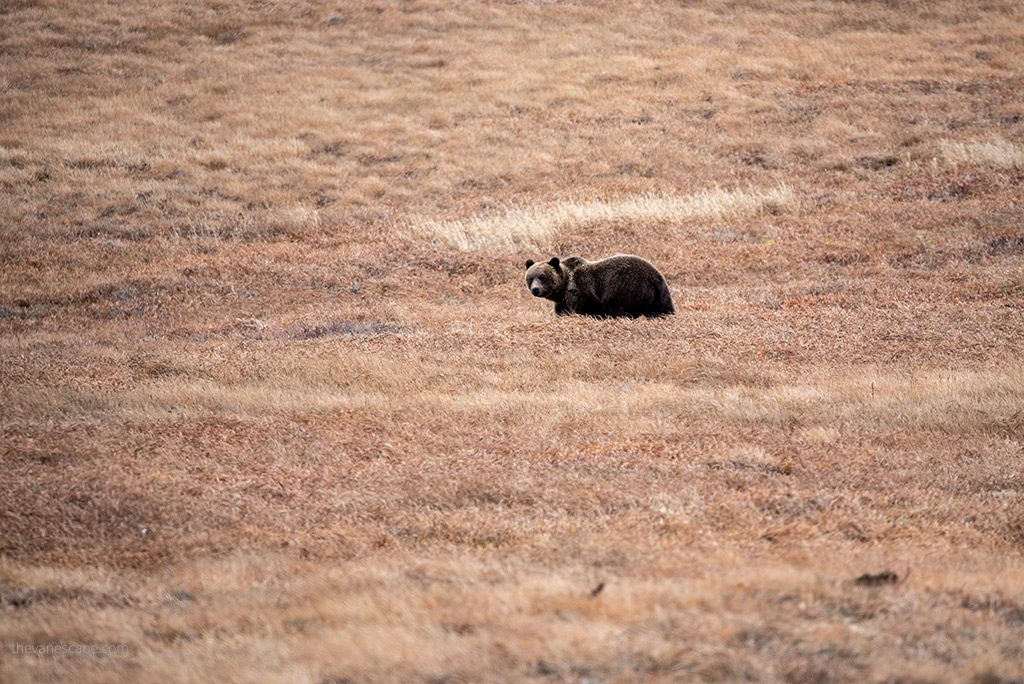 gryzzli bear on Dempster Highway