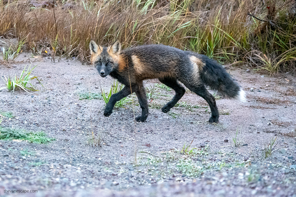 arctic fox on Dempster Highway