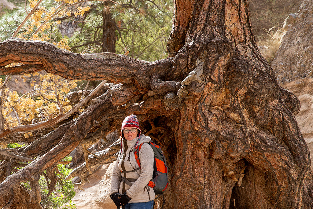 Agnes Stabinska, the author and co-owner of the Van Escape blog in KUHL Fleece Flight Jacket on the hiking trail next to huge old tree.