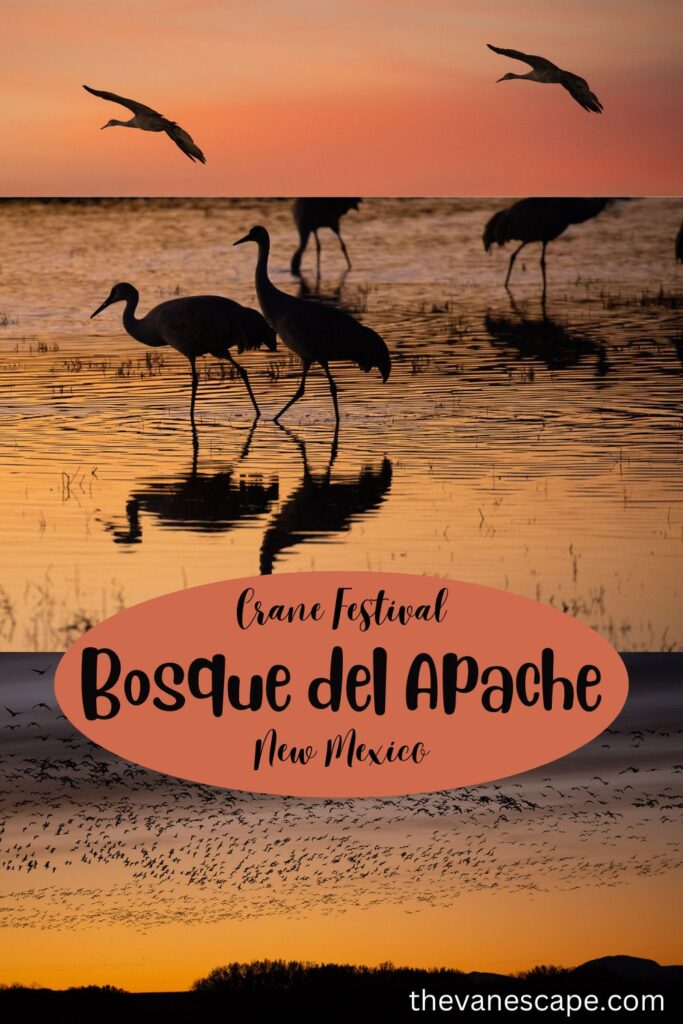 Bosque Del Apache Festival Of The Cranes
