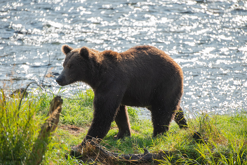 Visiting Katmai National Park