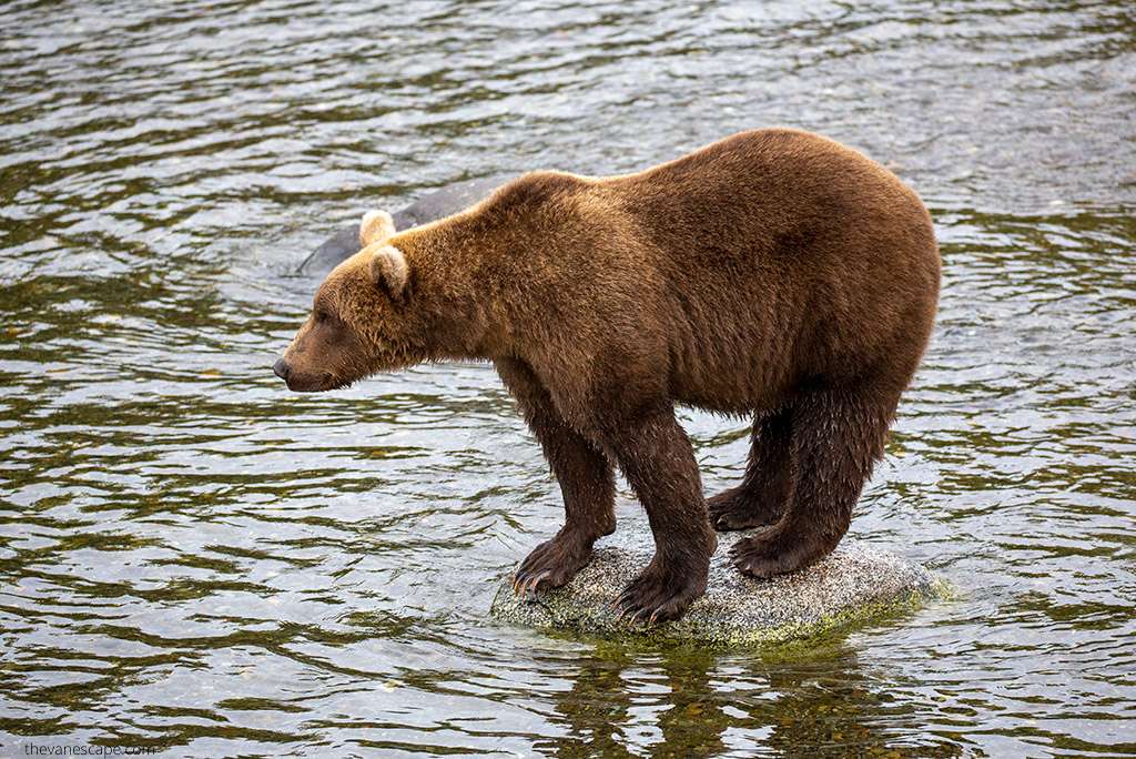 Best Things to do in Katmai National Park