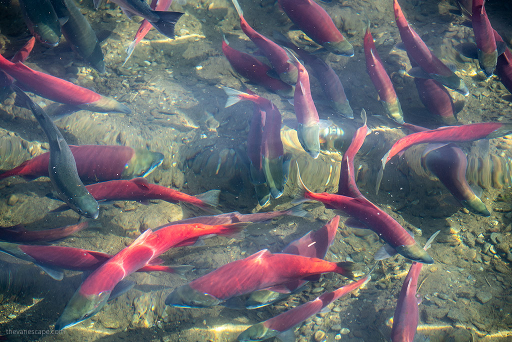 salmon in Katmai