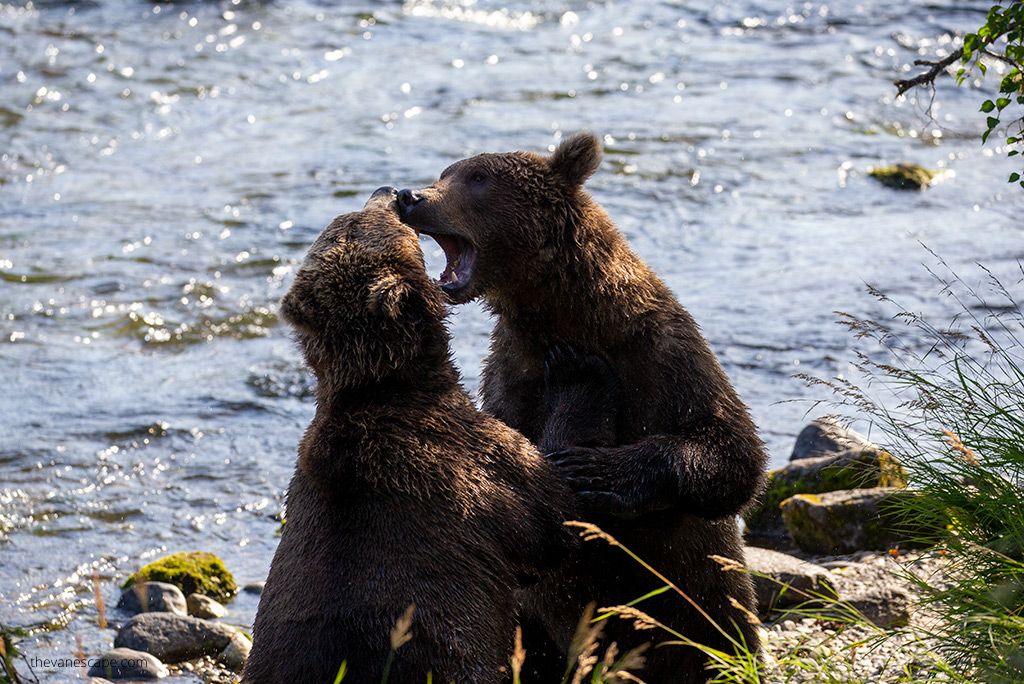 two brown bears fighting in the water