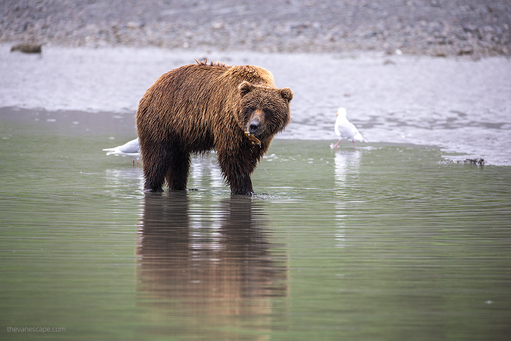 brown bear in Lake Clark National Park - tour from Anchorage