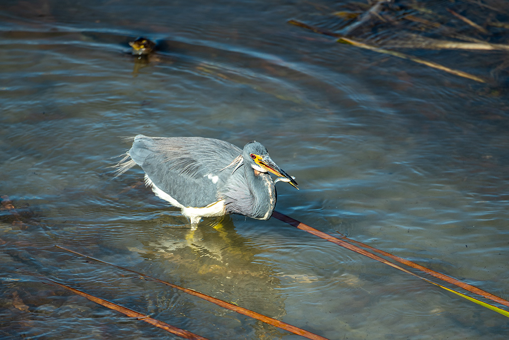heron in a swamp with a fish in its beak