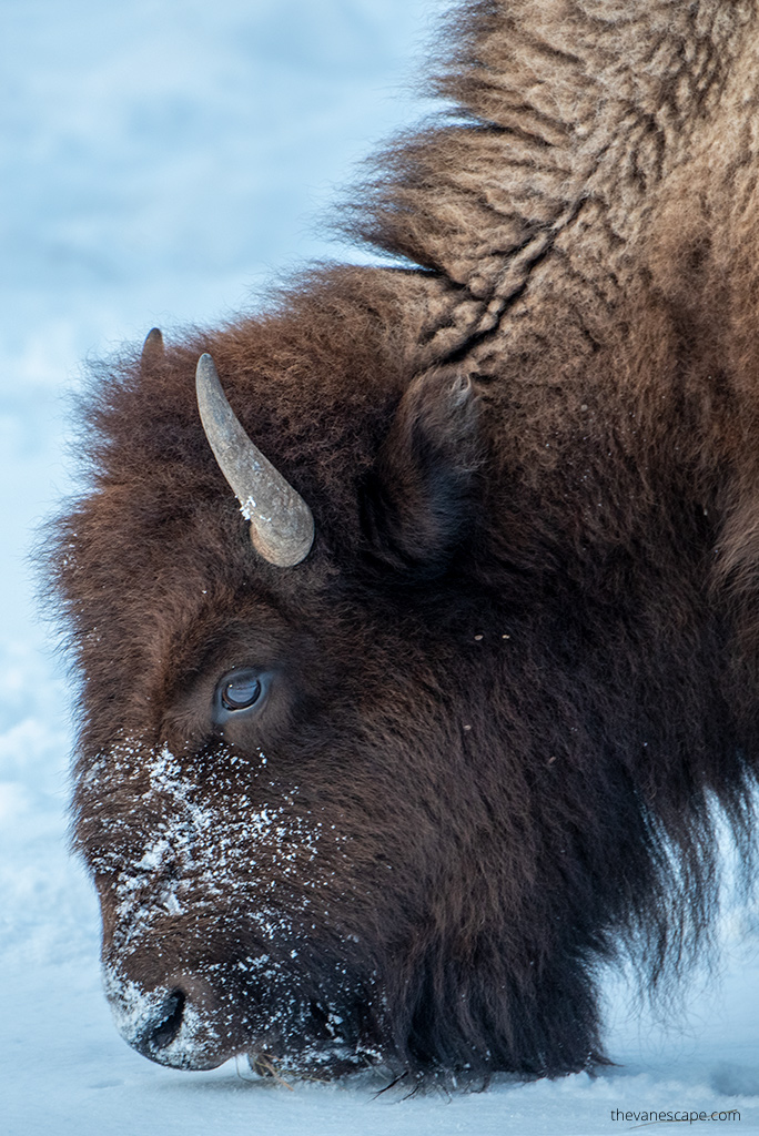 bison close-up 